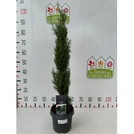 Cupressus semp. 'Totem' 80/100