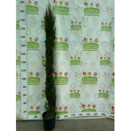 CUPRESSUS sempervirens Totem cont 18.5l 175/200