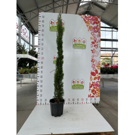 CUPRESSUS sempervirens Totem cont 10L 100/125