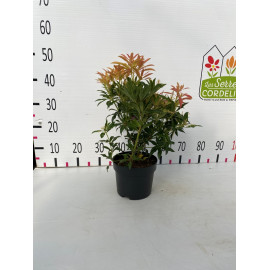 Pieris 'forest flame' 50 cm