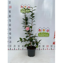 Camelia jap. Bonomiana Nova 50-60cm