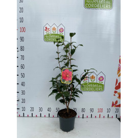 Camelia ret. Mary Williams 50-60cm