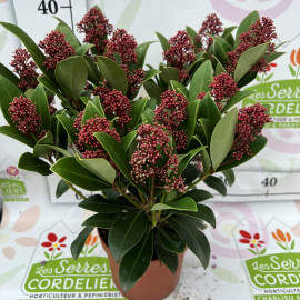 Skimmia Pot de 17 cm