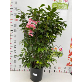 Camelia japonica 100-125cm