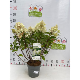 Hydrangea pan. 'Silver Dollar' 40-60cm