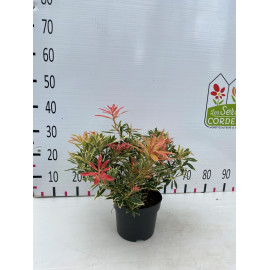 Pieris 'Flaming Silver' 25-30cm