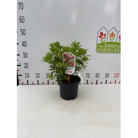 Pieris jap. Mountain Fire 25-30cm