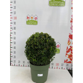 Ilex crenata boule 50cm