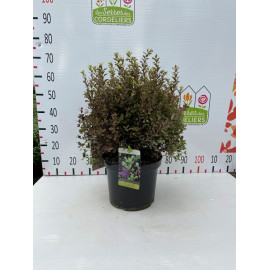 Pittosporum ten. 'tom thumb' 30-40cm