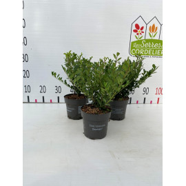 Ilex cren. 'luxus hedge' 15-20cm