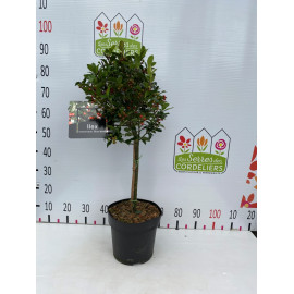 Ilex meserv blue maid tige