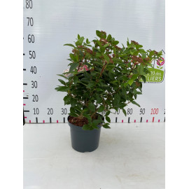 Viburnum tinus 'gwellian' 40-50cm