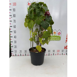 Clerodendron bungei 60-80cm