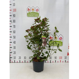 Viburnum tin. 'Spirit' 40-50cm