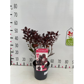 Cotinus gog. "lilla"cov 30-40 cm