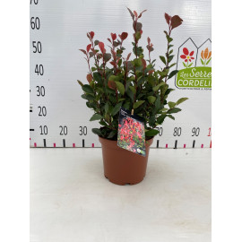 Photinia 'Little Red Robin' 30-40cm