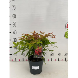 Nandina dom 'blush pink' 25-30cm