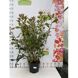 Photinia carre rouge 80/100