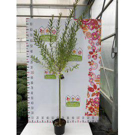 Salix Saule crevette Tige80cm