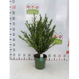 Ilex crenata 'Jenny' 35-40cm