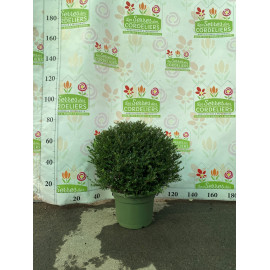 Ilex crenata Glory Gem 60-65cm.