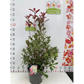 Photinia louise 80-100 cm