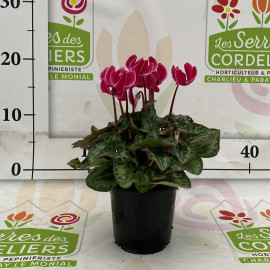 Mini cyclamen