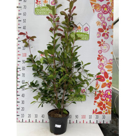 Photinia Red Robin 80/100