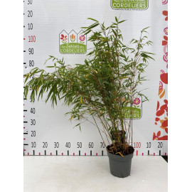 FARGESIA RUFA® 60cm