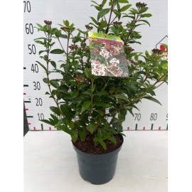 Viburnum tinus'eve price 40-45cm