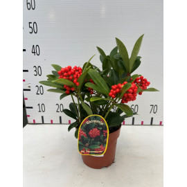 Skimmia temptation 30-40cm