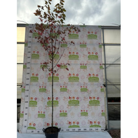 Acer Freemanii Automn Blaze 8/+