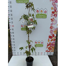 Liquidambar sty.Thea 100/125