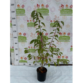 Prunus Kanzan 100/125