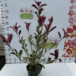 Photinia pink marble