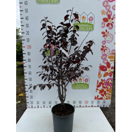 Prunus cer. Nigra 100/125 cm.