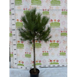 PINUS pinea 125/150 cont 15l 8/10