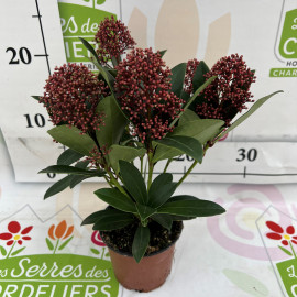 Skimmia Pot de 10 cm