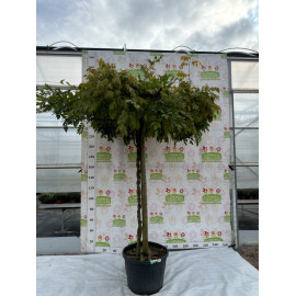 Wisteria sinensis parasol