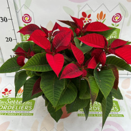 Poinsettia pot de 17 cm