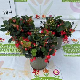 Gaultheria Pot de 10 cm