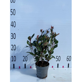 Photinia Pot de 10 cm