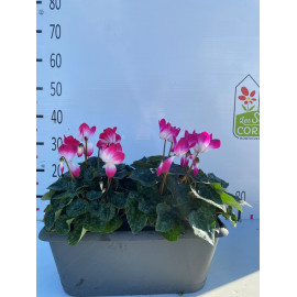 Jardi cyclamen