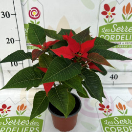 Poinsettia pot de 12 cm