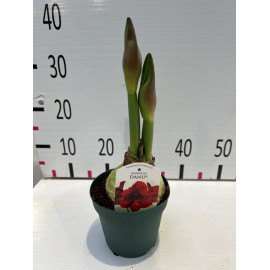 Amaryllis pot de 14 cm