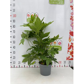 Fatsia japonica