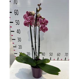 Phalaenopsis + cachepot