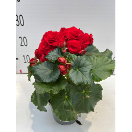 BEGONIA elatior