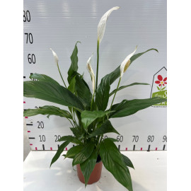 Spathiphyllum