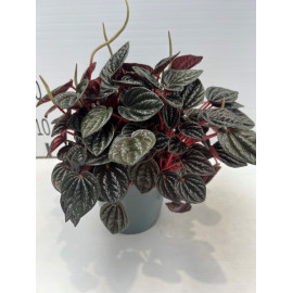 Peperomia